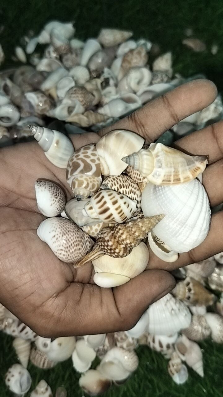 Sea shells mixed