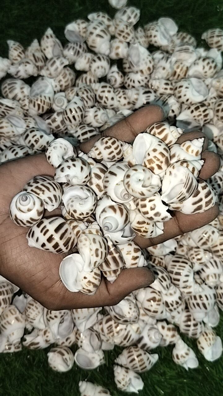 Seashells line pattern