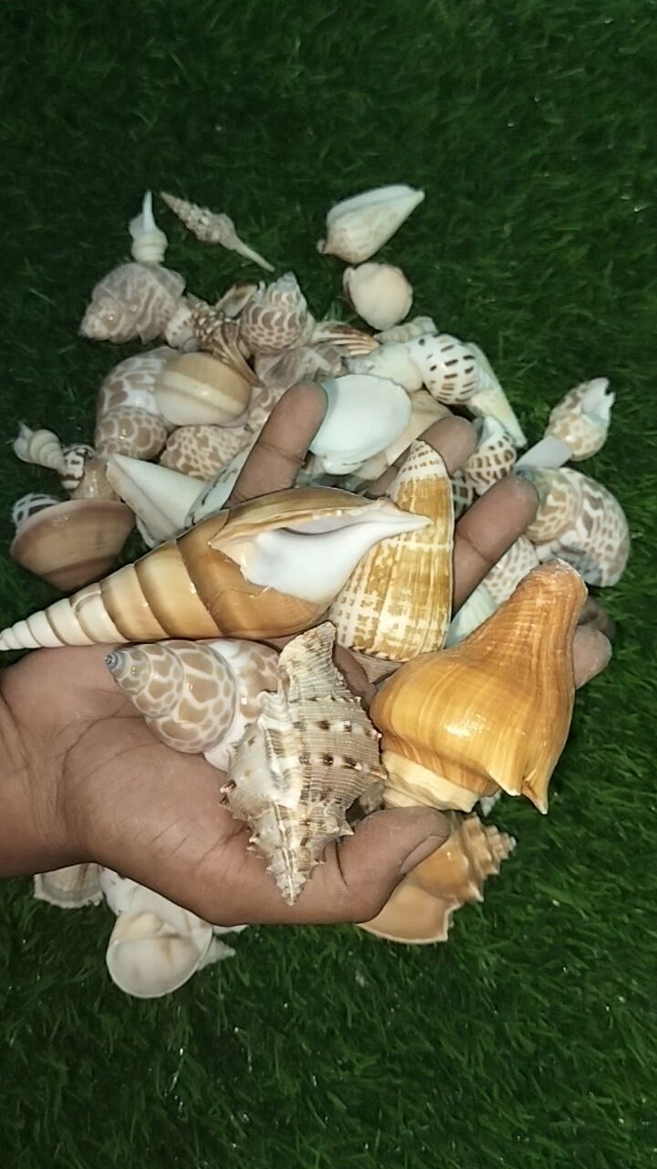 Seashells Big