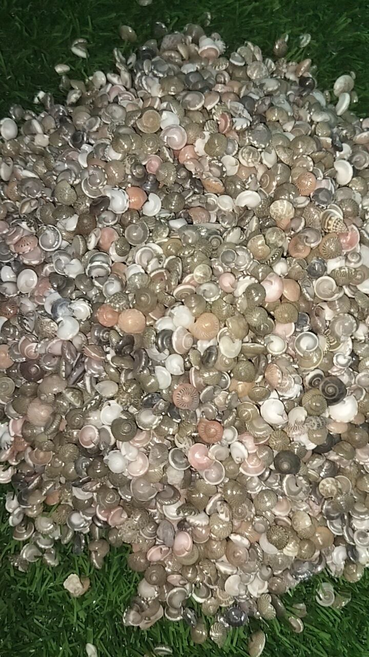 Sea shells small (C)