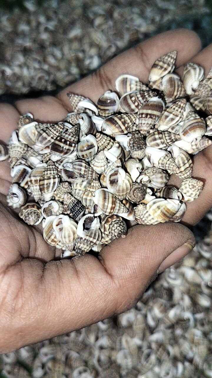 Seashells small (B)