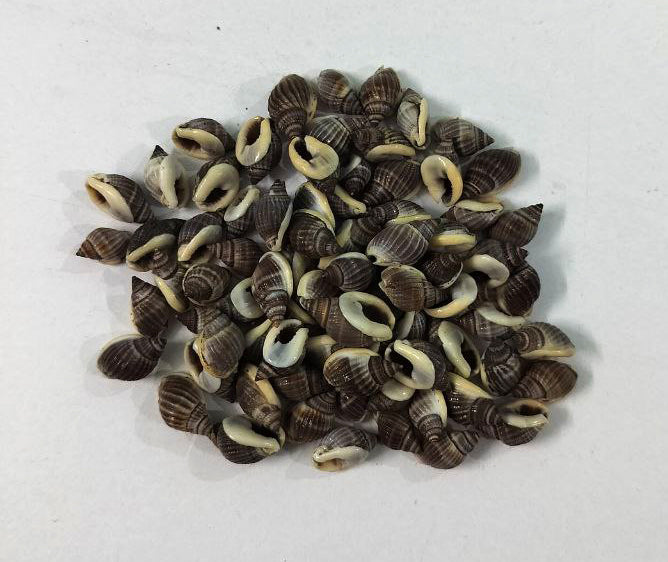 Sea shells medium