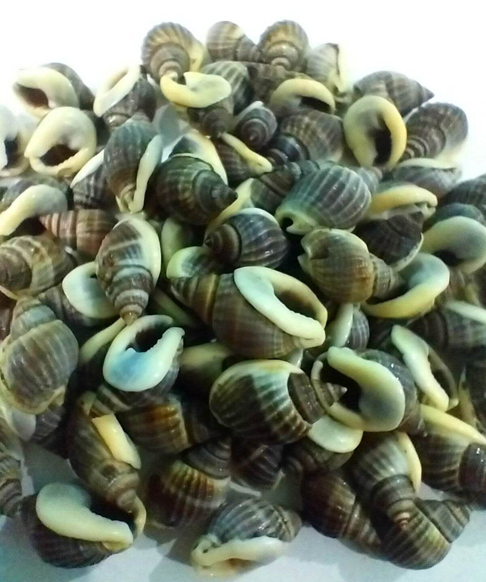 Sea shells medium