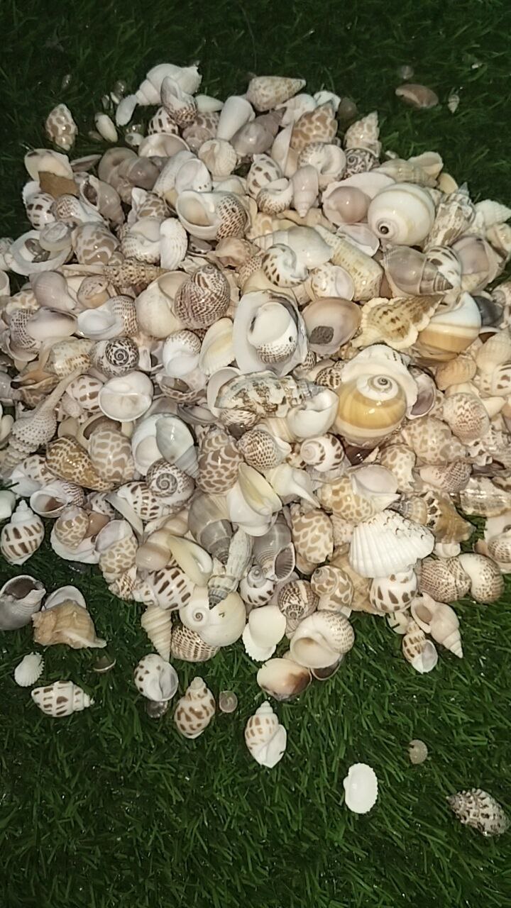 Sea shells mixed