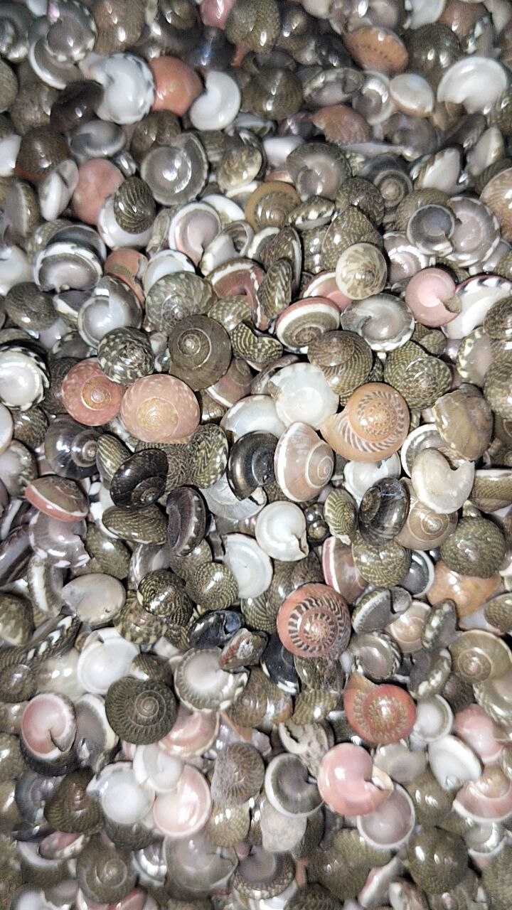 Seashells small (C)