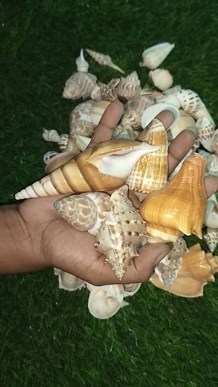 Seashells Big