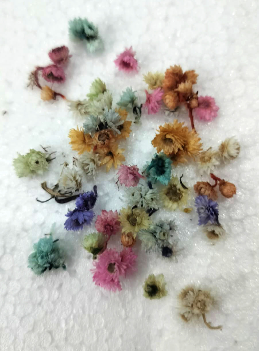 Dry flower -Himalaya flower