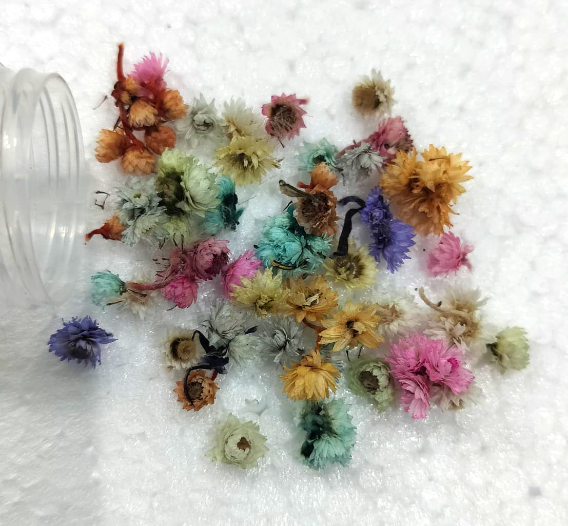 Dry flower -Himalaya flower
