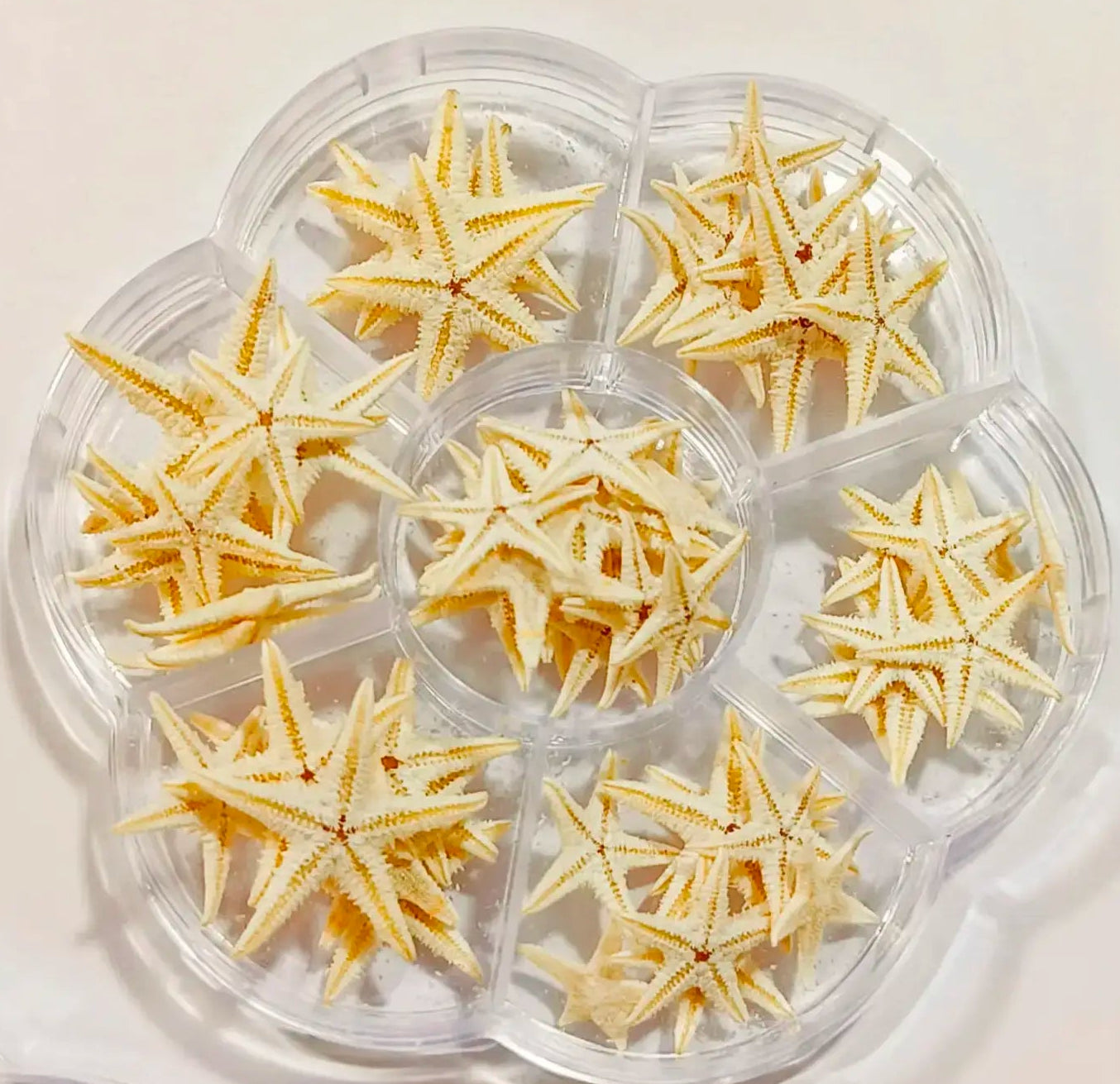 Miniature  Star fish for resin art